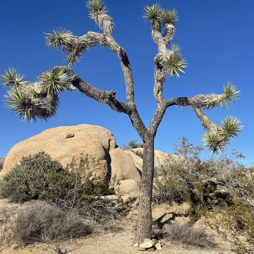 5 Amazing Things To Do In Joshua Tree National Park