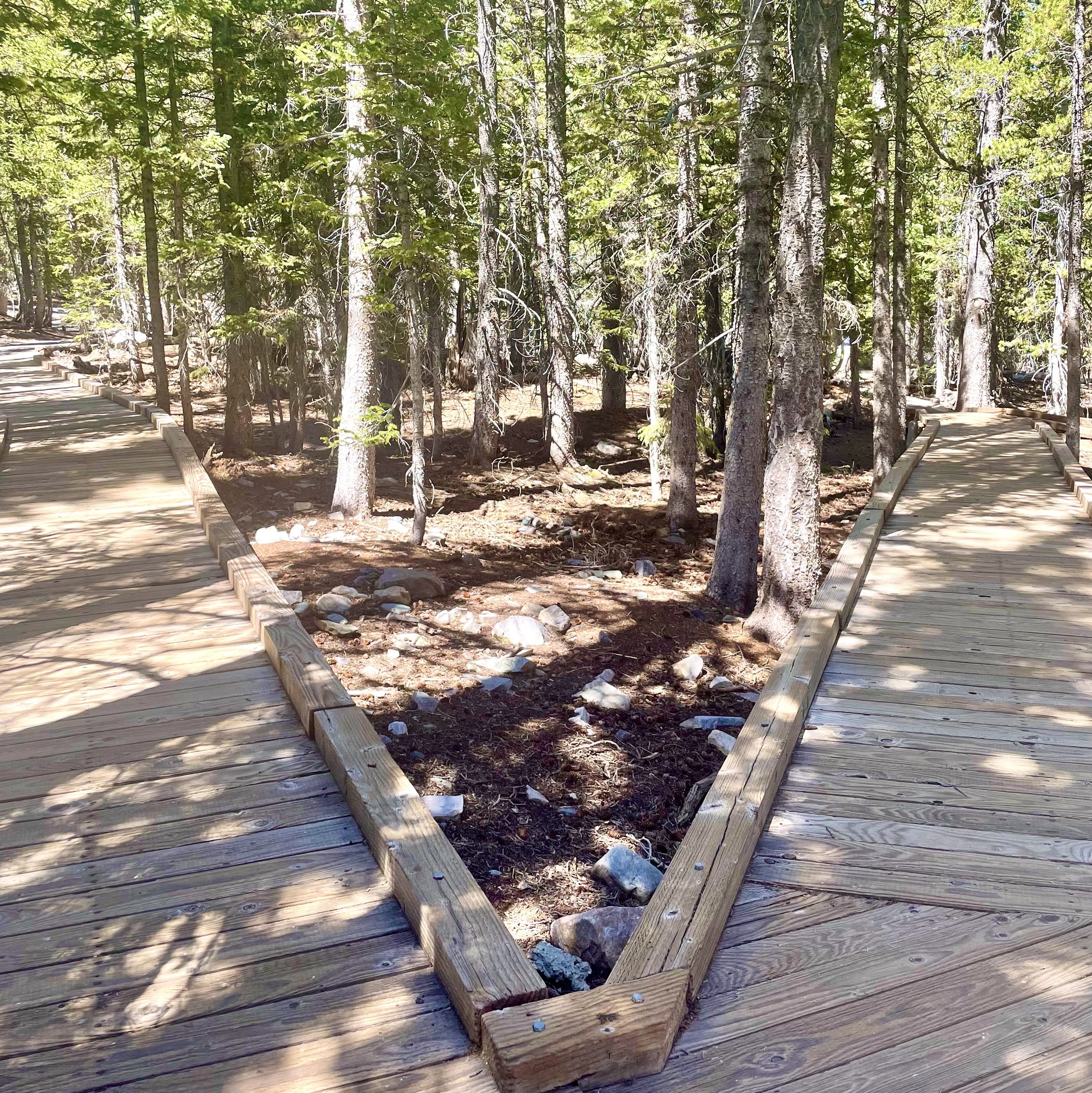 Hiking the Sky Island Forest Trail in Great Basin National Park