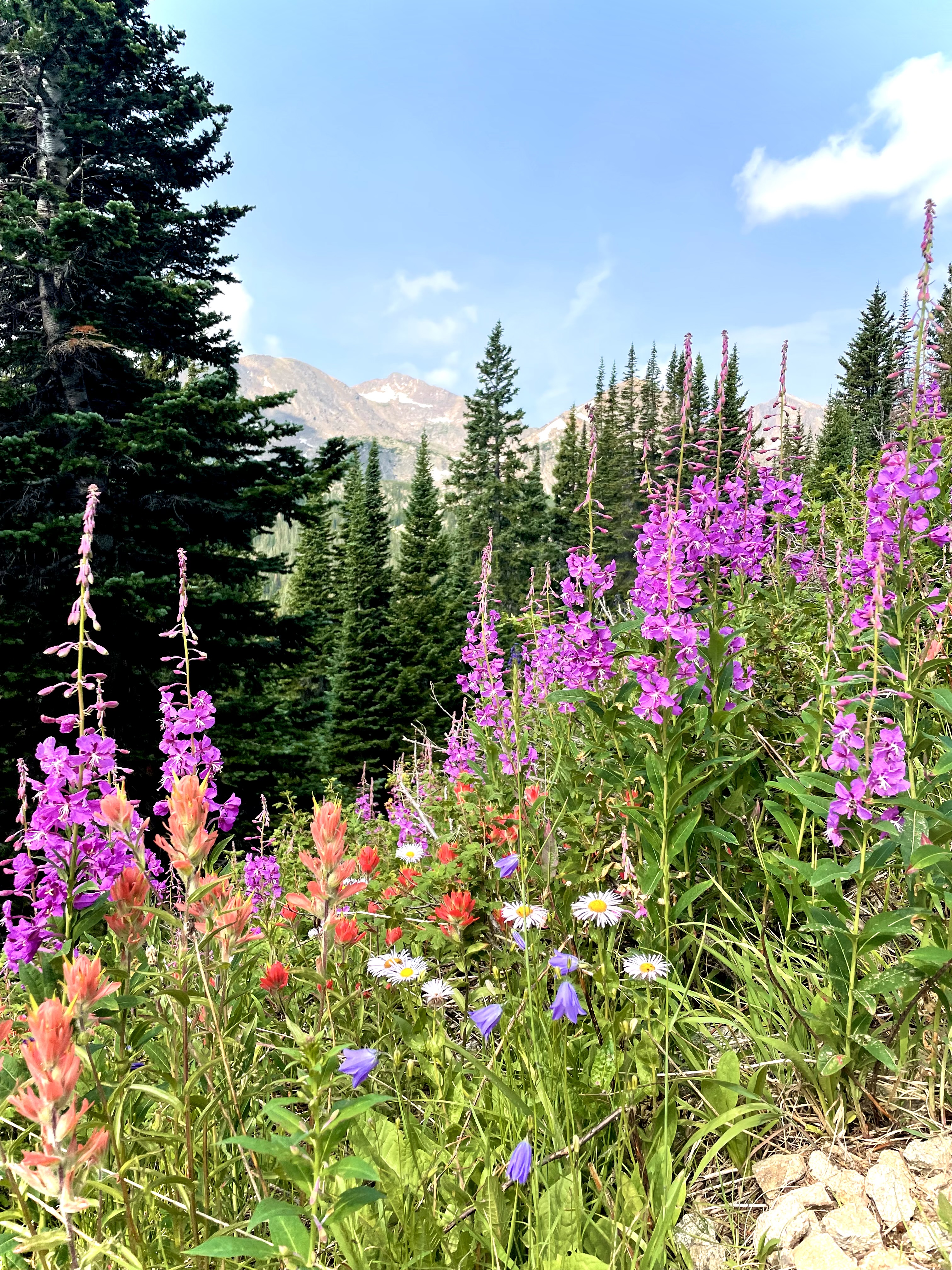 The 5 Best Wildflower Hikes In Colorful Colorado