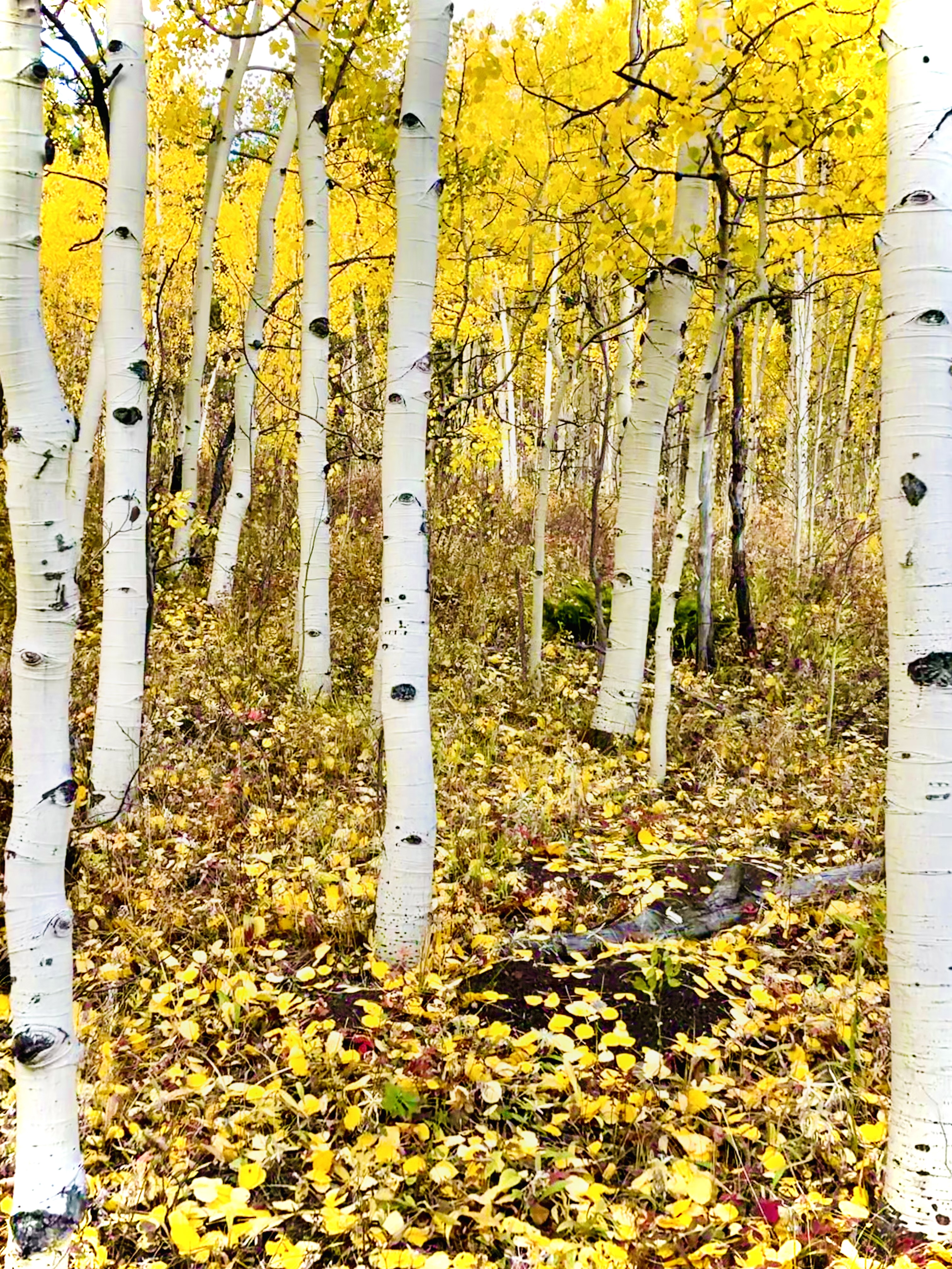 Hike The Raccoon Trail in Golden Gate Canyon State Park This Fall!