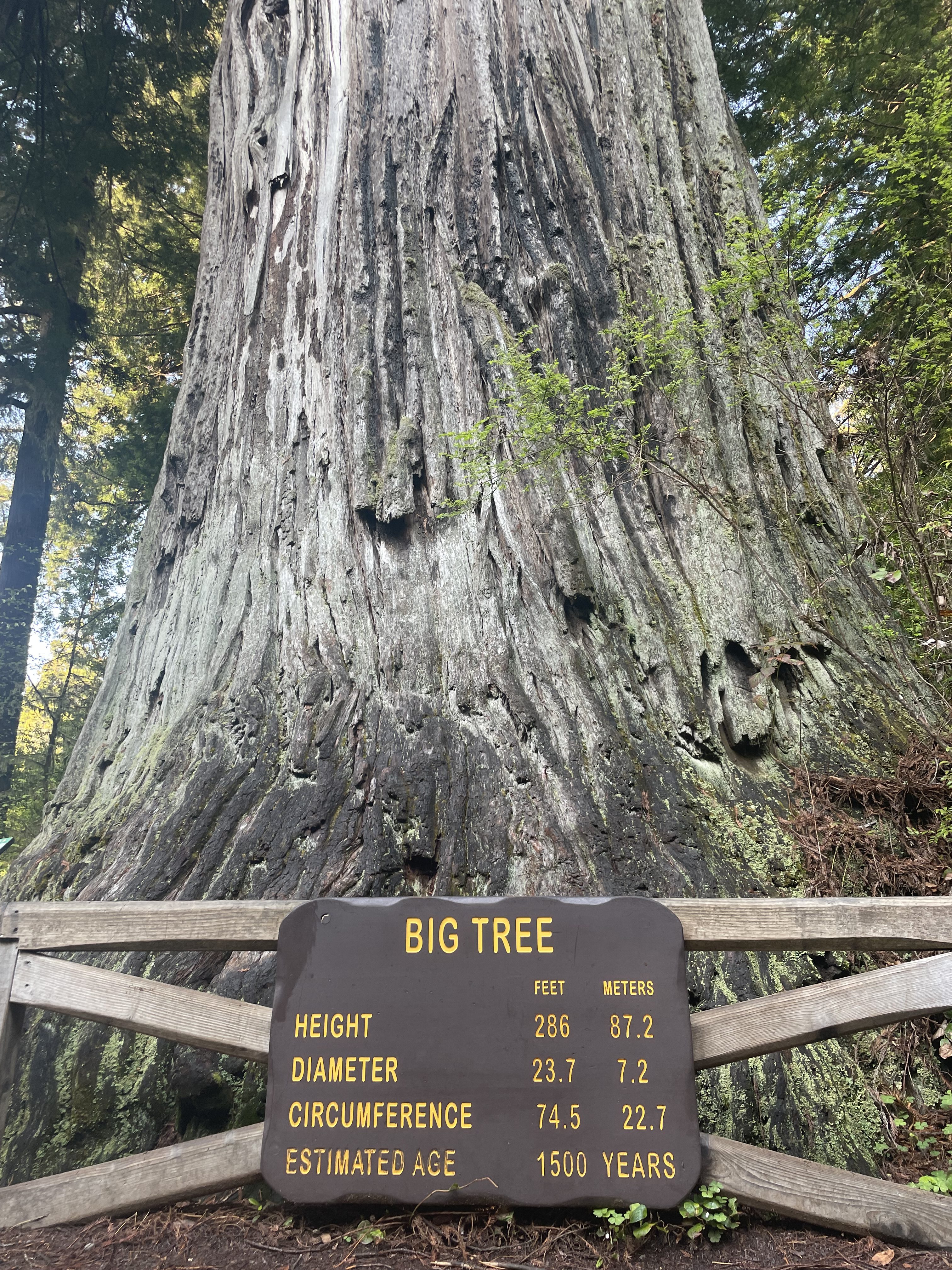 Trek To ‘The Big Tree’ in Redwood National Park