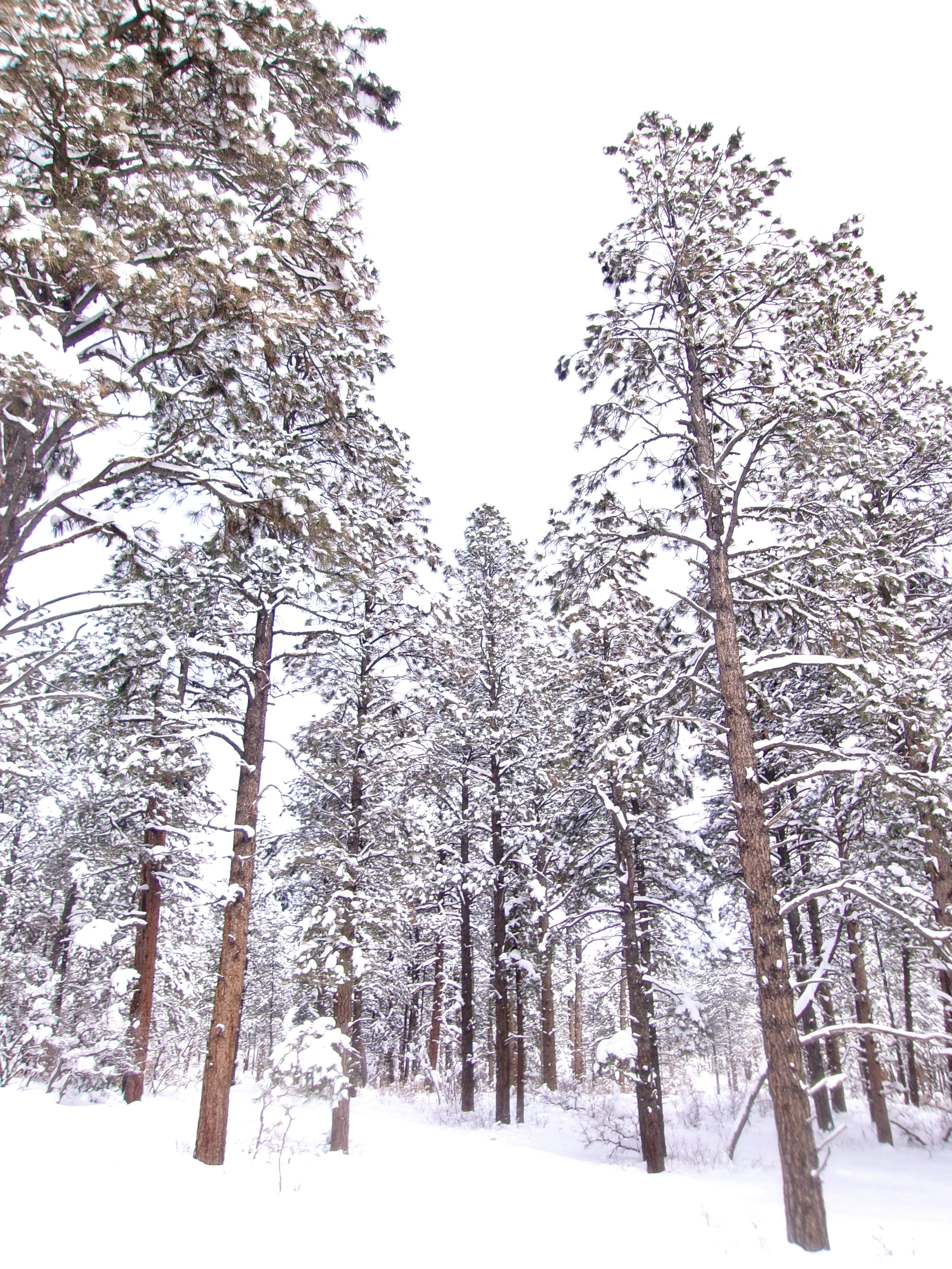 Cloman Park: Free Cross Country Skiing in Pagosa Springs