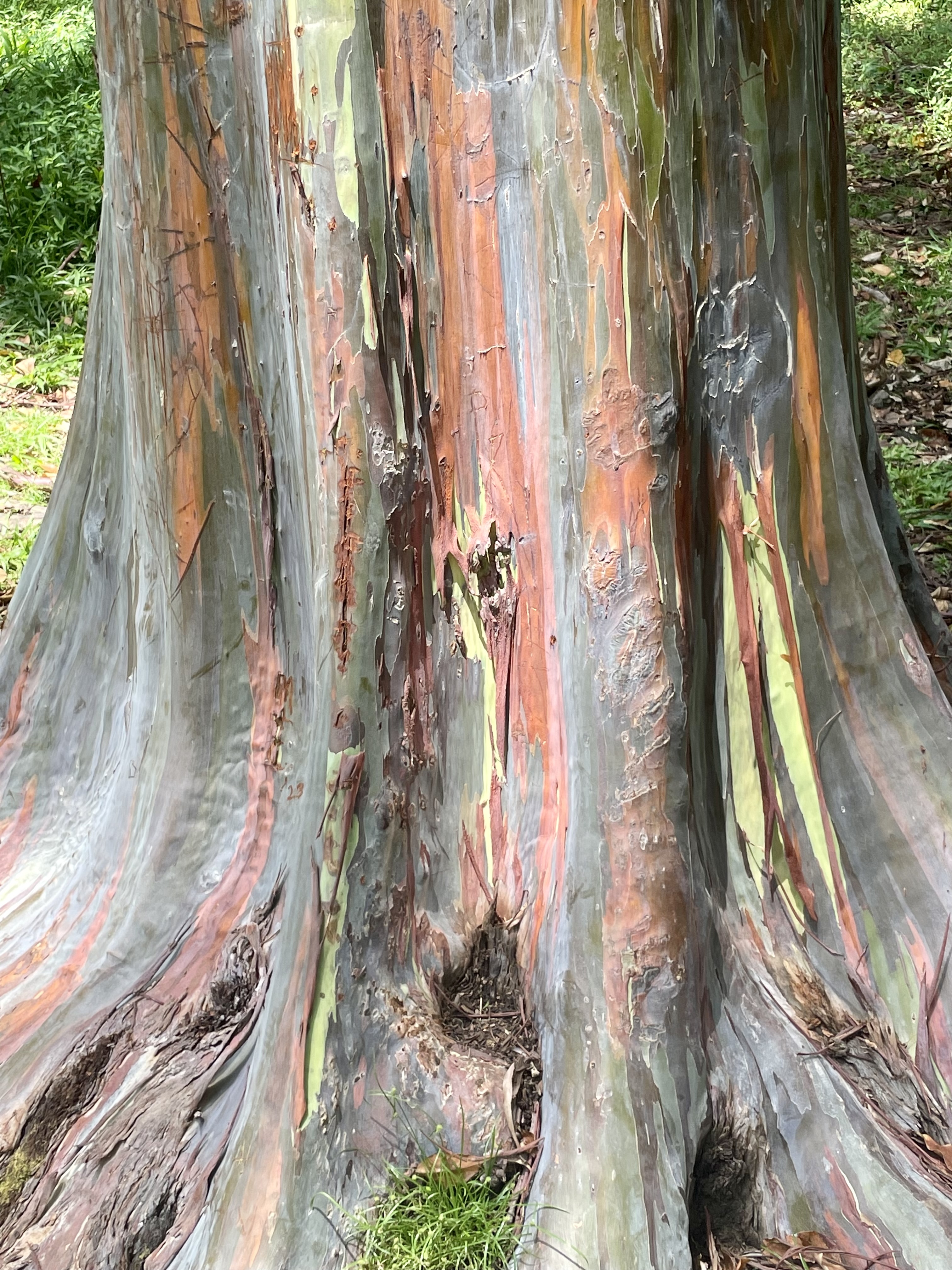 Discover Maui’s Rainbow Eucalyptus Trees at Ke’anae Arboretum