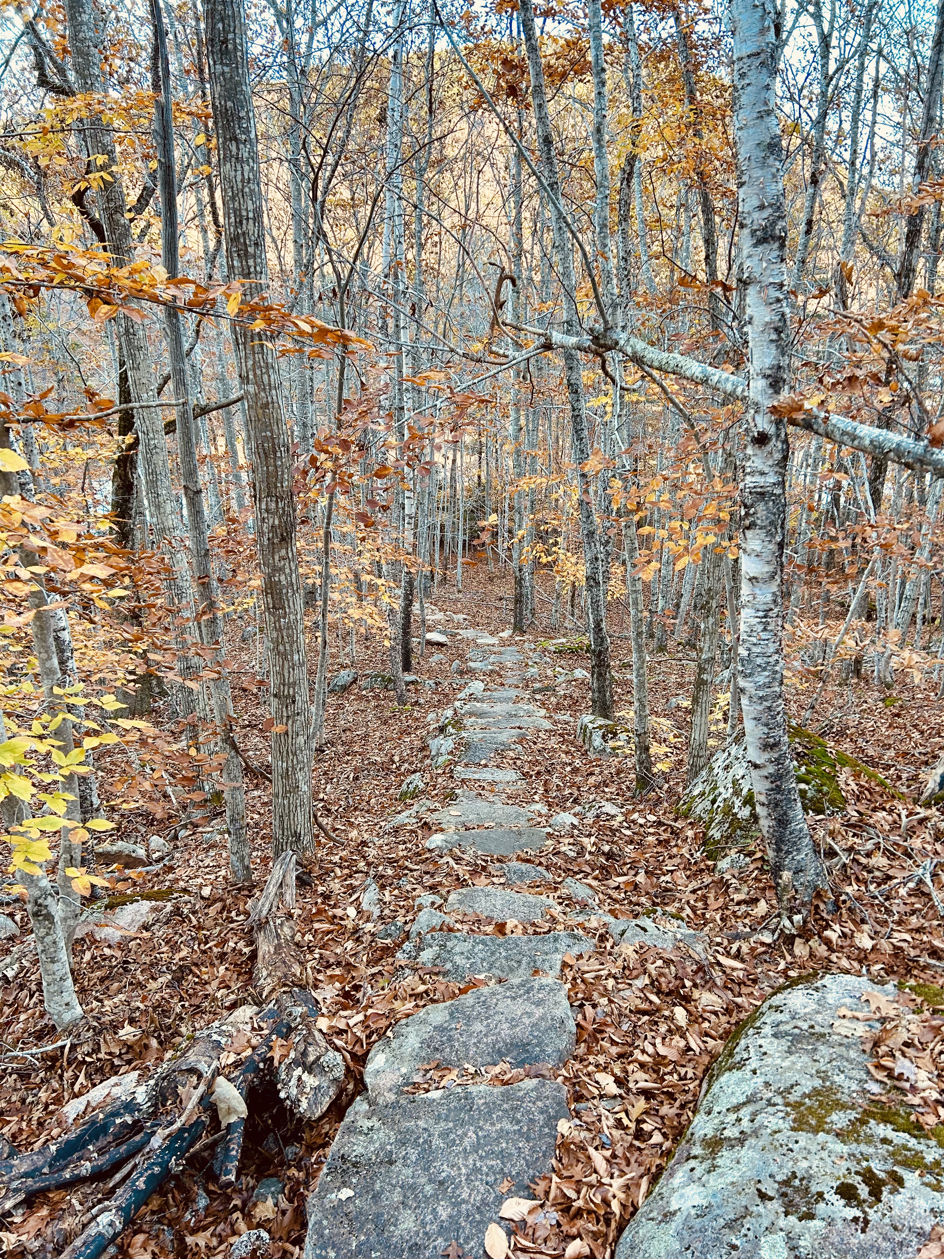 Dorr Mountain Ladder Trail Guide: Fall Colors, Ladders & Views