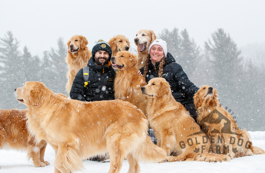 My Day with 10 Goldens at the Golden Dog Farm in Vermont