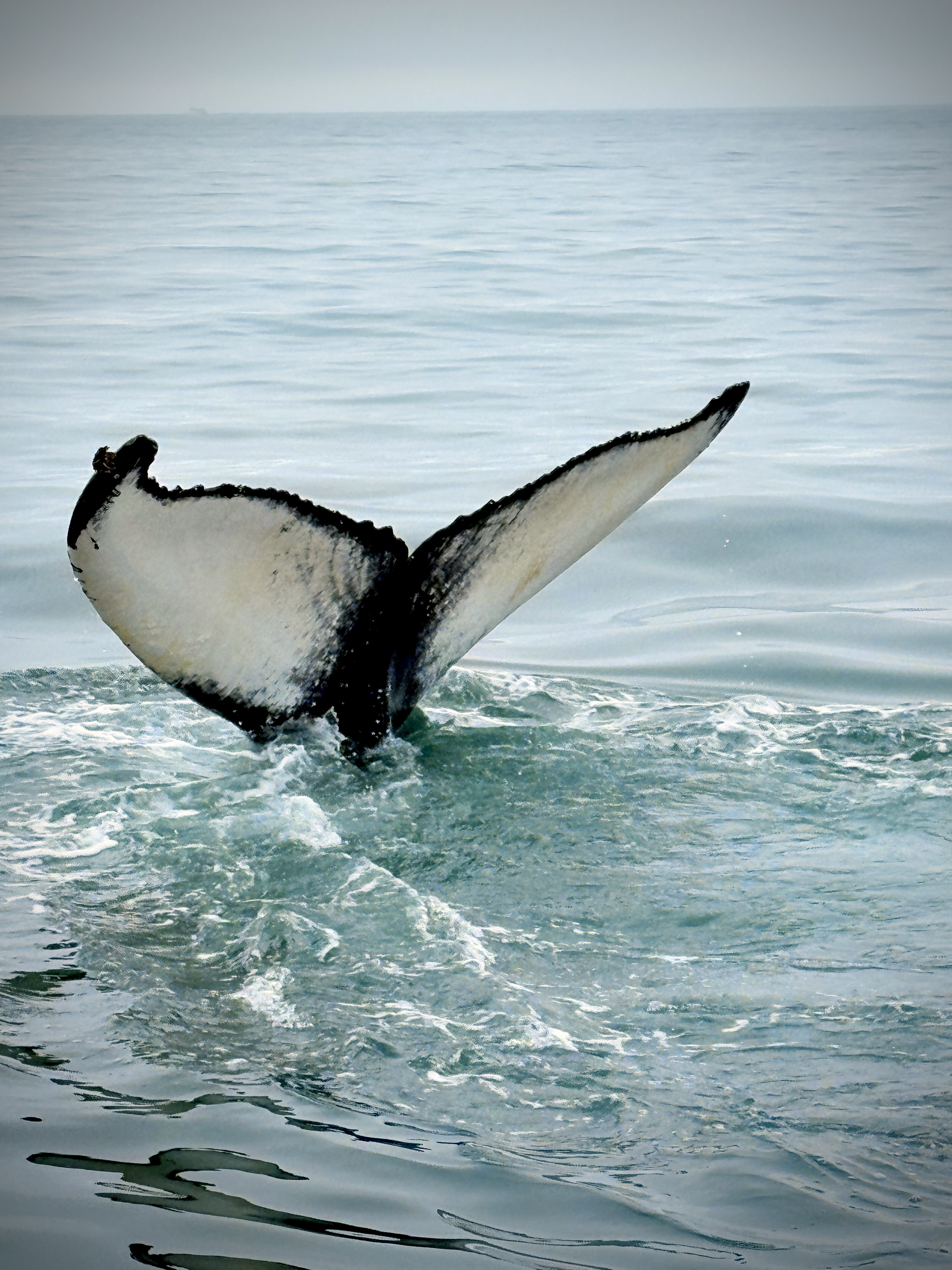 Husavik Whale Watching: Iceland’s Best Tour with North Sailing