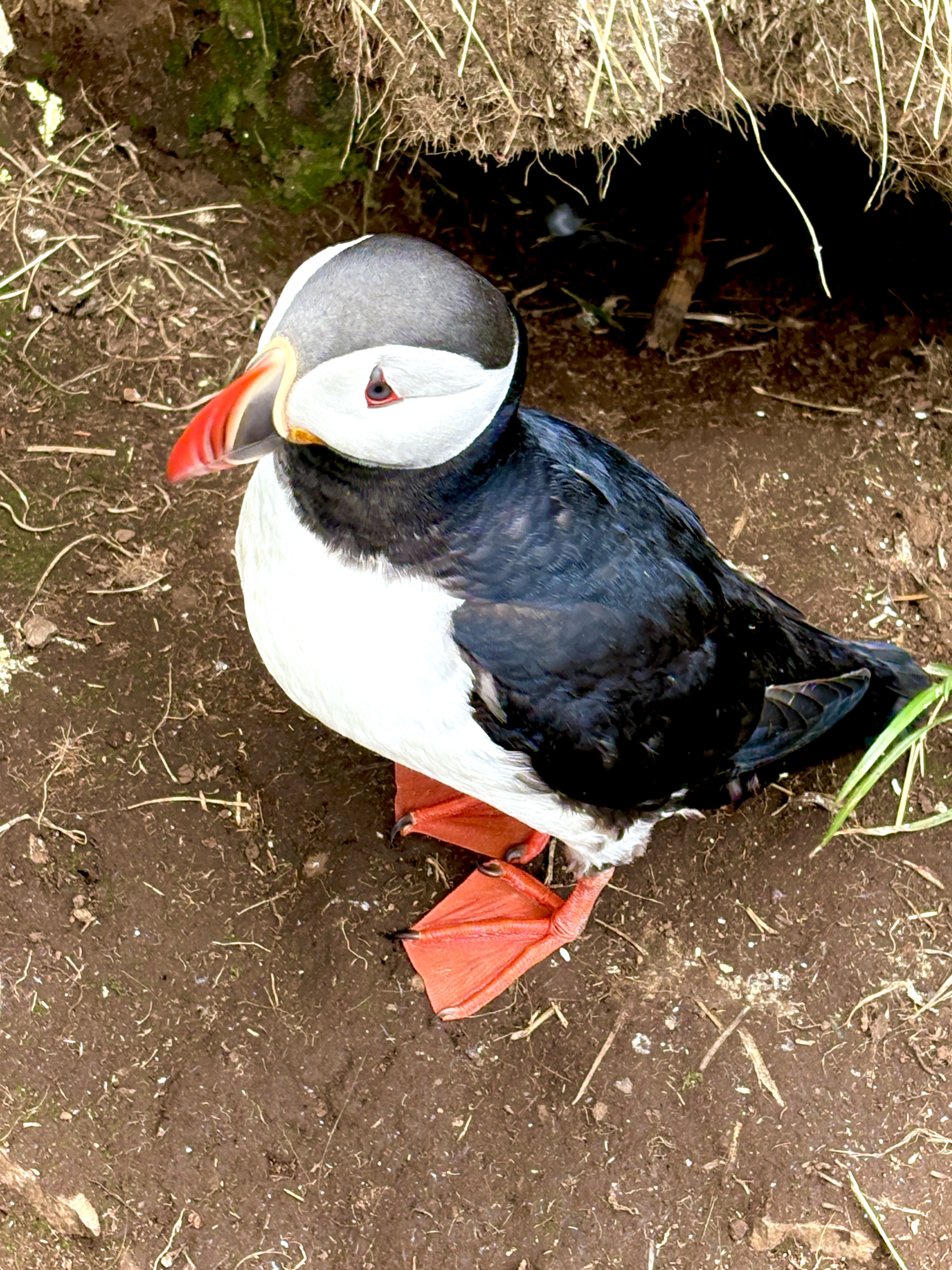 Borgarfjörður Eystri: The Best Place to See Puffins in Iceland